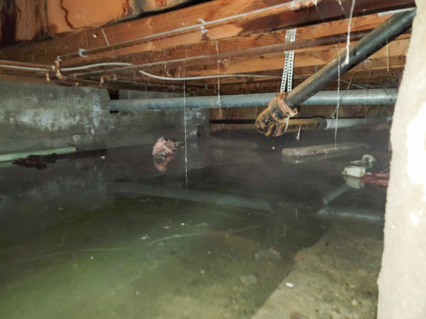 Best Water damage restoration near me  in Woodland, WA